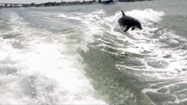 dolphins surfing the wake